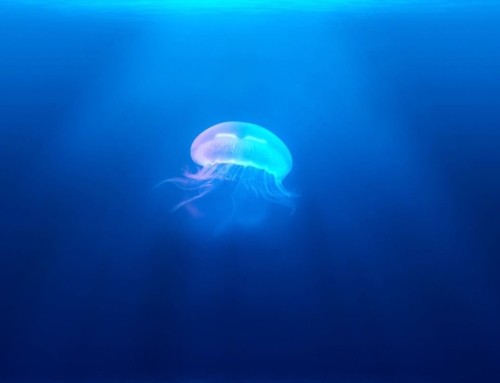 Jellyfish medical findings